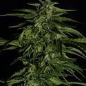 Apollo F1 Automatic (Royal Queen Seeds) feminisiert