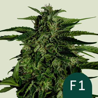 Apollo F1 Automatic (Royal Queen Seeds) Feminized