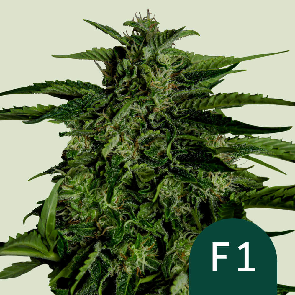 Apollo F1 Automatic (Royal Queen Seeds) feminisiert