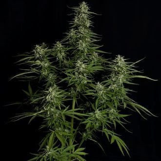 Titan F1 Autoflower (Royal Queen Seeds) Feminized