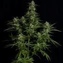 Titan F1 Automatic (Royal Queen Seeds) feminisiert