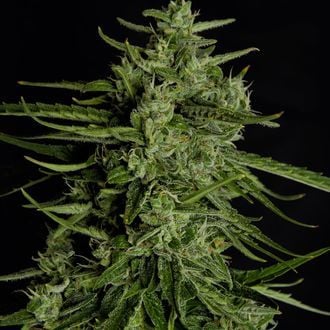Titan F1 Autoflower (Royal Queen Seeds) Feminized