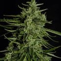 Titan F1 Automatic (Royal Queen Seeds) feminisiert