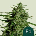 Titan F1 Automatic (Royal Queen Seeds) feminisiert