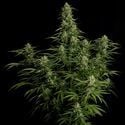 Milky Way F1 Automatic (Royal Queen Seeds) feminisiert