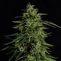 Milky Way F1 Automatic (Royal Queen Seeds) feminisiert
