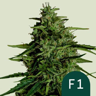 Milky Way F1 Automatic (Royal Queen Seeds) feminized