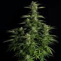Orion F1 Auto (Royal Queen Seeds) feminized