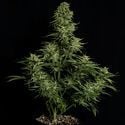 Cosmos F1 CBD Automatic (Royal Queen Seeds) feminisiert