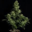 Cosmos F1 CBD Automatic (Royal Queen Seeds) Feminized