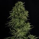 Cosmos F1 CBD Automatic (Royal Queen Seeds) feminisiert