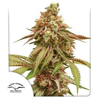 Tropical Tangie (Dutch Passion) feminisiert