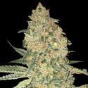 Bruce Banner (Advanced Seeds) feminisiert