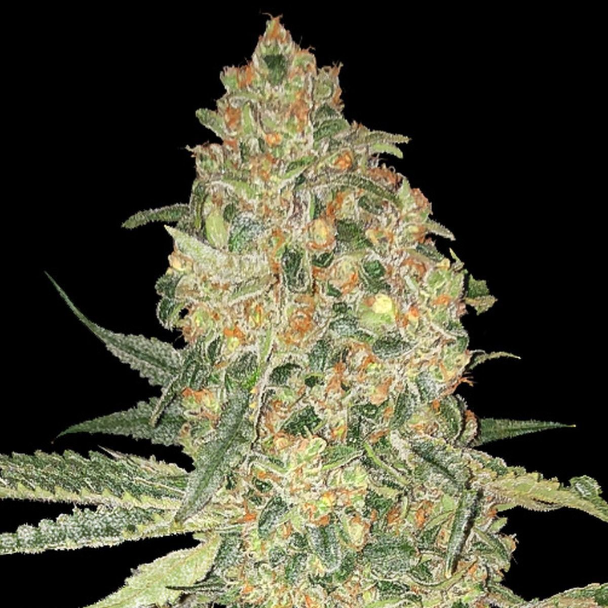 Bruce Banner Feminisiert (Linda Seeds)