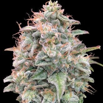 Auto Banana Cookies (Advanced Seeds) feminized