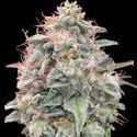 Auto Banana Cookies (Advanced Seeds) feminized