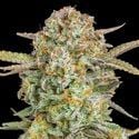 Auto Bruce Banner XXL (Advanced Seeds) feminized