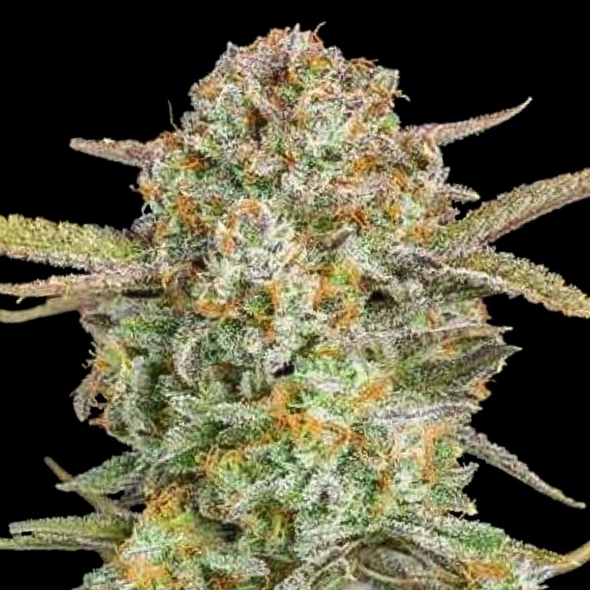 Auto Bruce Banner (Linda Seeds)
