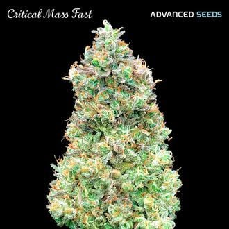 Critical Mass Fast (Advanced Seeds) feminized