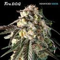 Fire DOG (Advanced Seeds) feminisiert