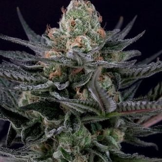 Caramba (Paradise Seeds) feminisiert