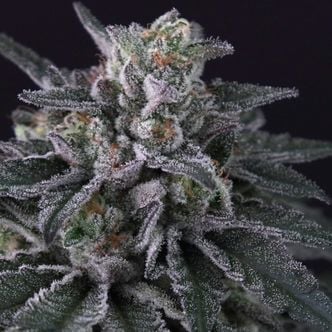 Gulupa (Paradise Seeds) feminized