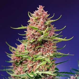 Strawberry Cola Sherbet F1 Fast Version (Sweet Seeds) feminisiert