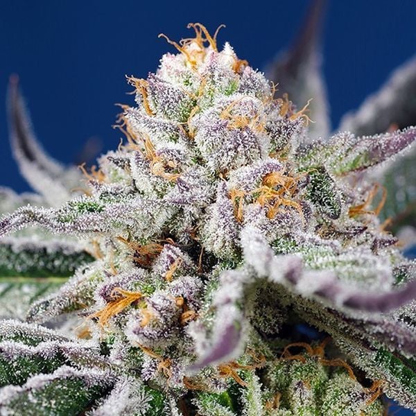 Orange Glue Feminisiert (Organic Earth Seeds)