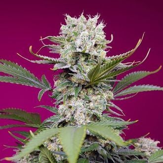 Sweet Mandarine Zkittlez XL Auto (Sweet Seeds) feminisiert