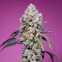 Sweet Mandarine Zkittlez F1 Fast Version (Sweet Seeds) feminisiert