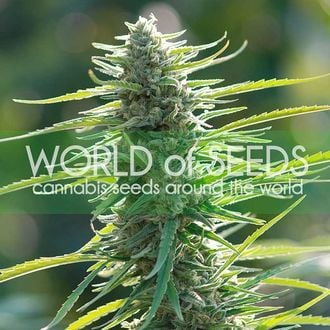 Colombian Gold (World of Seeds) feminisiert