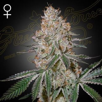 HighCloudZ (Greenhouse Seeds) feminized