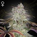 AlienZ (Greenhouse Seeds) feminisiert