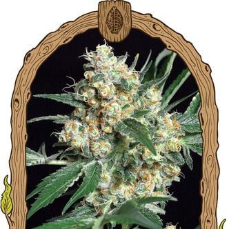 Honey Mints (Exotic Seed) feminized