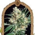 Honey Mints (Exotic Seed) feminized