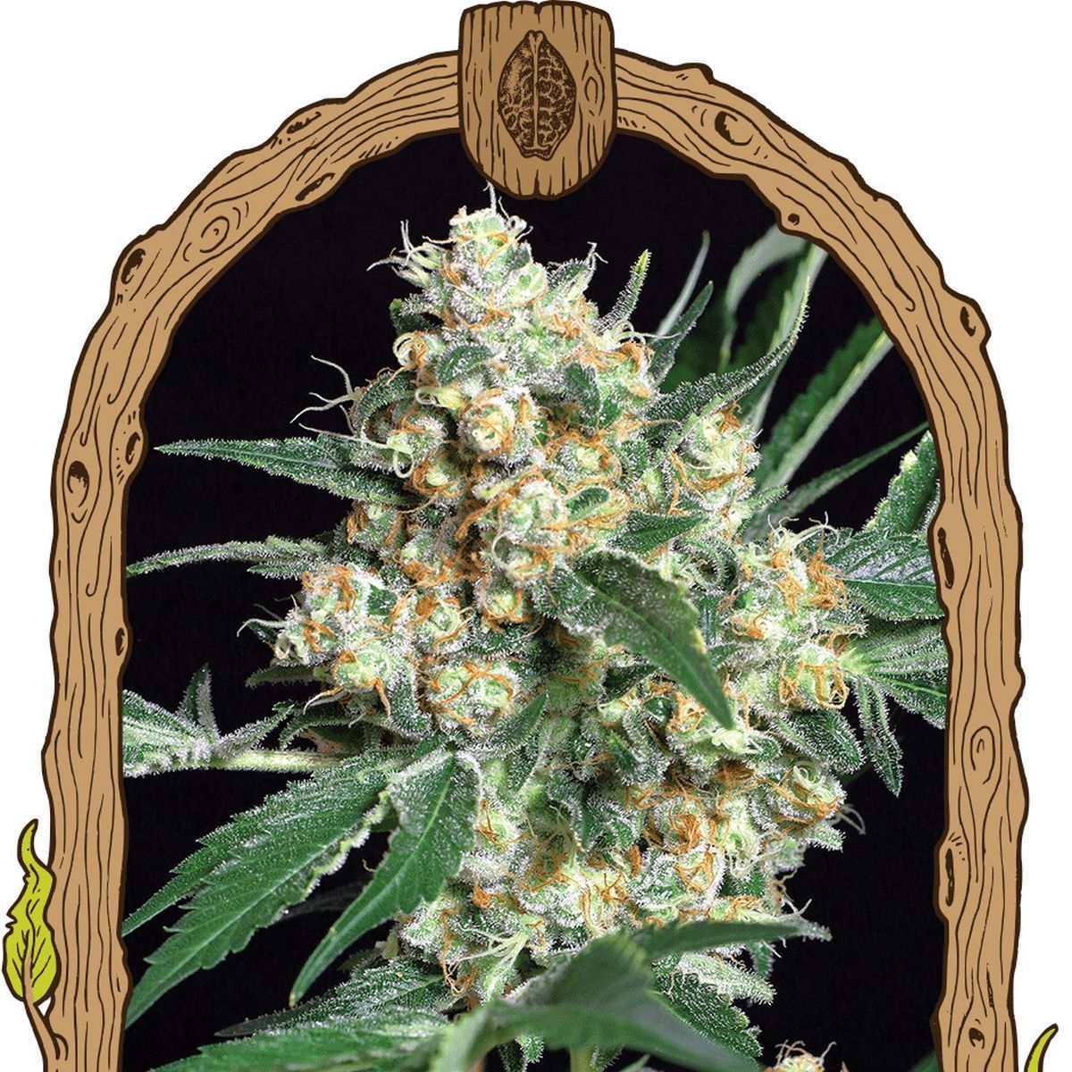 Kimbo Kush Feminisiert (Exotic Genetix)
