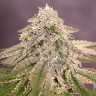 Bay Burger (Delicious Seeds) feminized