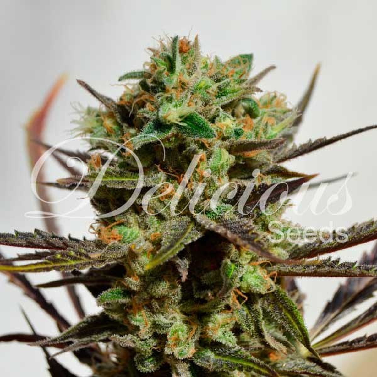 Delicious Candy | Delicious Seeds
