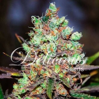 Cotton Candy Kush (Delicious Seeds) feminisiert