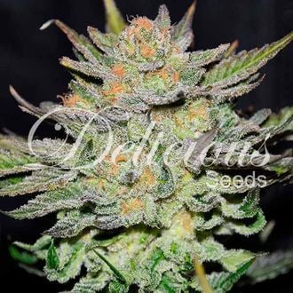 Blue Ace CBD Auto (Delicious Seeds) feminisiert