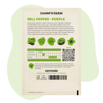 Paprika Purple Bell (Capsicum annuum) Seeds