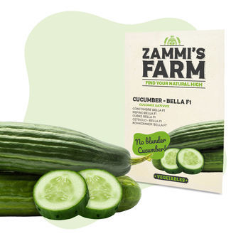 Gurke Bella F1 (Cucumis sativus) Samen