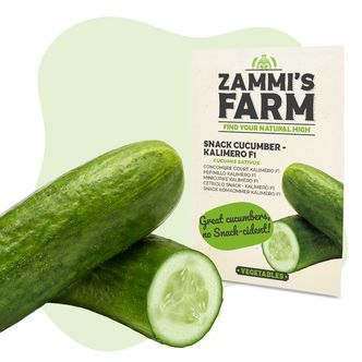 Kalimero F1 Snack Cucumber (Cucumis sativus) Seeds