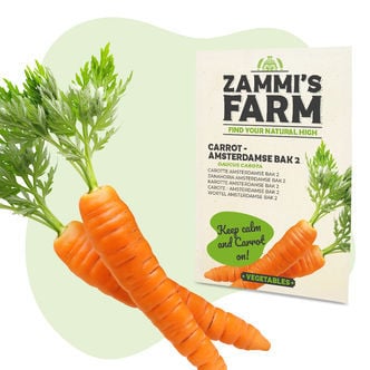 Carrot Amsterdamse Bak 2 (Daucus carota) Seeds