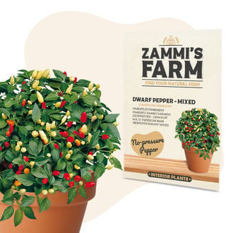 Zierpfeffer – gemischt (Capsicum annuum) Samen