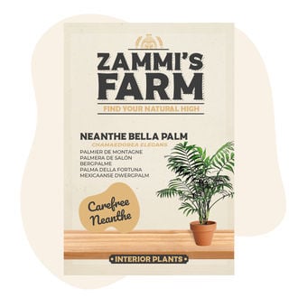 Neanthe Bella Palm (Chamaedorea elegans) Seeds