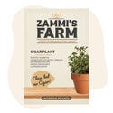 Cigar Plant (Cuphea ignea) Seeds