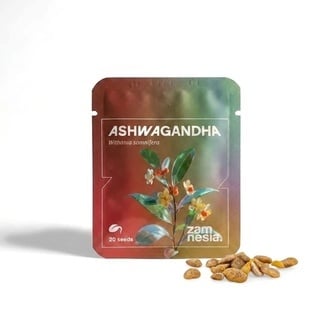 Ashwagandha (Withania somnifera) 20 seeds