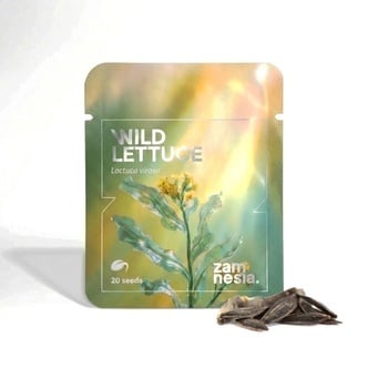 Wild Lettuce (Lactuca virosa) 20 seeds