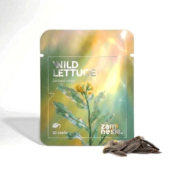 Wild Lettuce (Lactuca virosa) 20 seeds